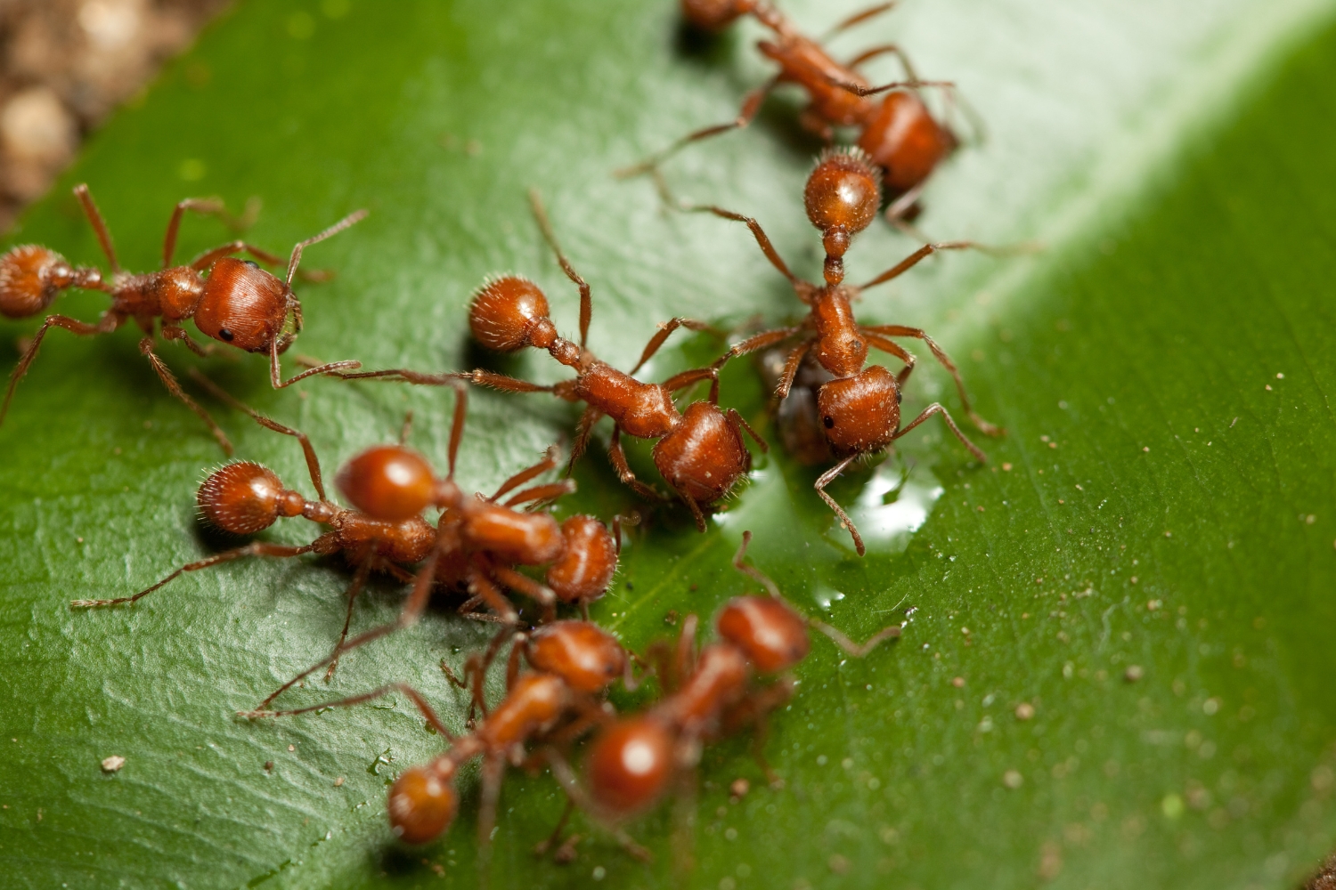 An Ants In the Picture